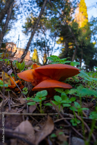 mushrooms on more pepo corfu Greece photo