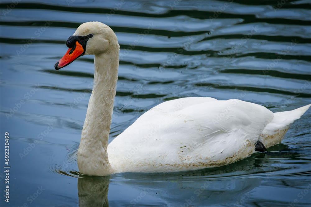 white swan on the lake white swan on the lake