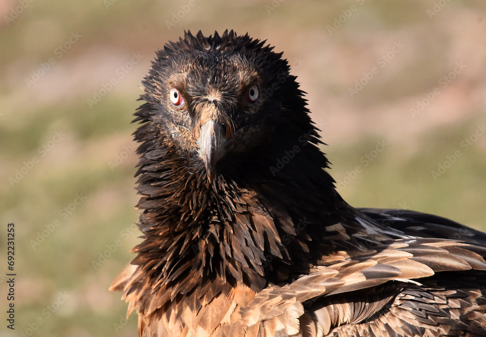 a big bearded vulture in spain - obrazy, fototapety, plakaty 