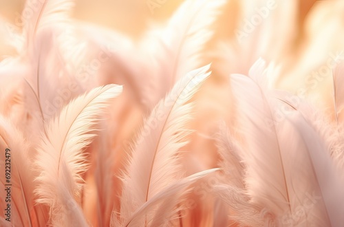 background full of feathers, color peach fuzz, color of 2024