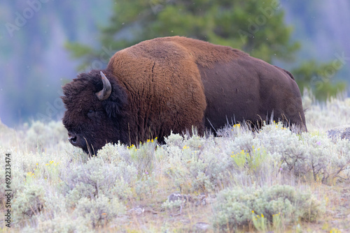 Male Bison, seen in the wild in Wyoming photo