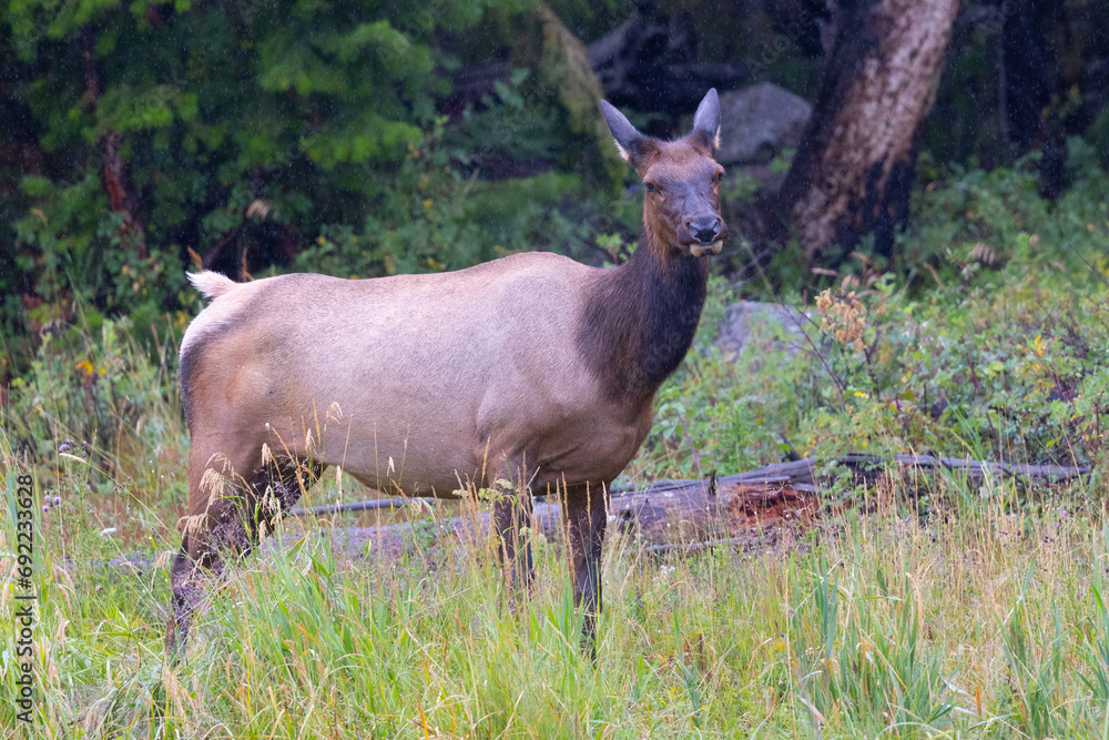 Female Roosevelt elk (Olympic elk / wapiti) , seen in the wild in Wyoming Female Roosevelt elk (Olympic elk / wapiti) , seen in the wild in Wyoming