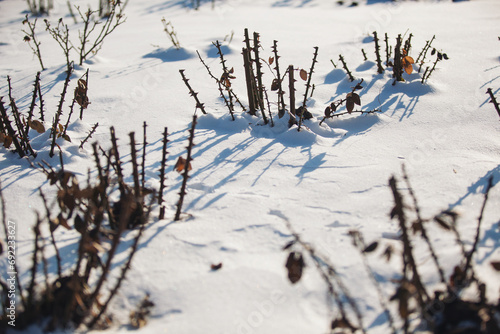 Winter Protection for Garden, winter shelter for garden roses. Well-groomed pruned rose bushes for winter. branches of rose bushes under the snow in winter in the garden. photo