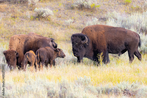 Family of bisons (male, female, young ones), seen in the wild in Wyoming © ranchorunner