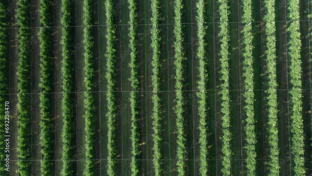 Well-maintained apple orchard with neat rows of trees. Rows of apple trees contribute to overall aesthetic appeal of orchard landscape Well-maintained apple orchard with neat rows of trees. Rows of apple trees contribute to overall aesthetic appeal of orchard landscape