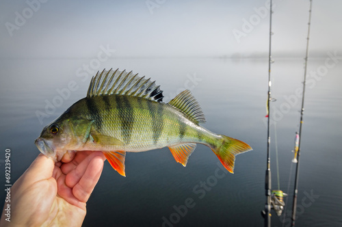 European lake perch - fishing trophy