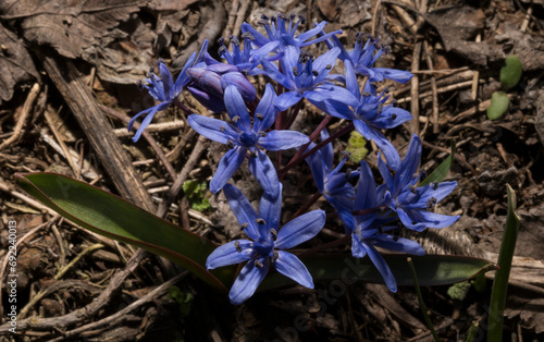 Scilla bifolia, the alpine squill  or two-leaf squill, is a herbaceous perennial plant, belonging to the genus Scilla of the family Asparagaceae.