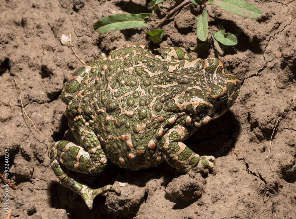 Obraz premium European green toad. Bufotes viridis. An amphibian sits on the ground.