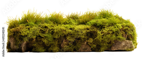 Green moss growing on the ground isolated on transparent background. Generative AI photo