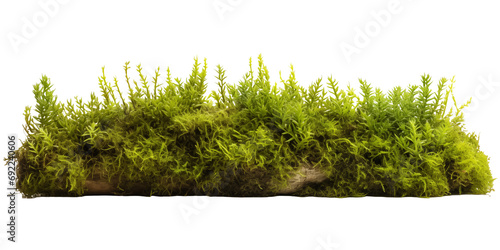 Green moss growing on the ground isolated on transparent background. Generative AI photo