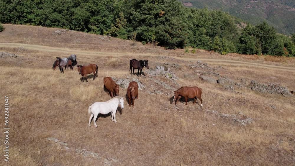 Herd of purebread wild horses grazing on mountian meadow pasture, slow motion aerial shot Herd of purebread wild horses grazing on mountian meadow pasture, slow motion aerial shot