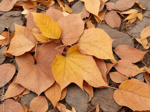 Dry leaves on the floor