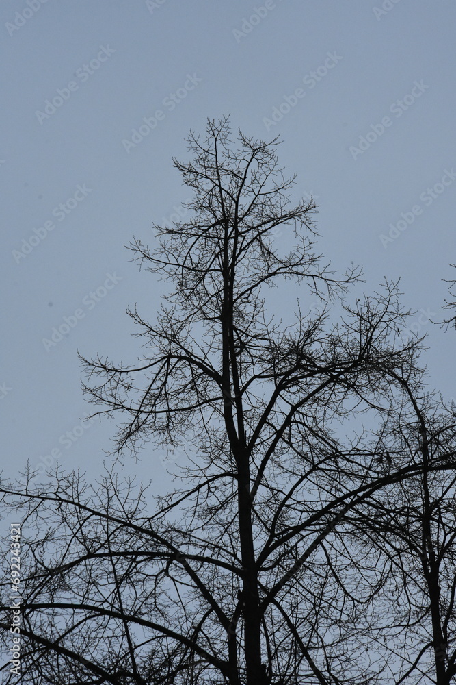 GAłęzie drzew bez liści, zima - obrazy, fototapety, plakaty 