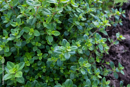 Background from fragrant creeping thyme ground cover, close-up. Thymus serpyllum. Wild Elfin spice for publication, poster, screensaver, wallpaper, postcard, banner, cover, post. High quality photo