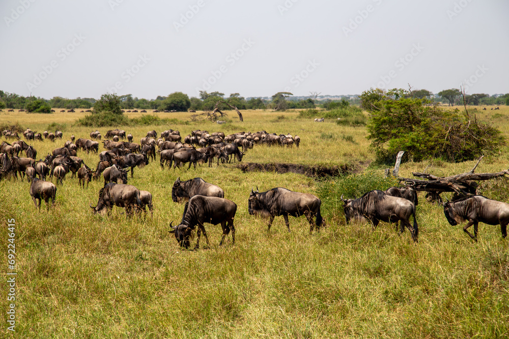 Masses of wildebeest in the great migration of the Serengeti and Masai Mara in East Africa. Masses of wildebeest in the great migration of the Serengeti and Masai Mara in East Africa.