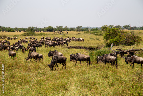 Masses of wildebeest in the great migration of the Serengeti and Masai Mara in East Africa. © Grantat