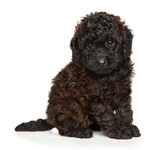 Chocolate toy poodle puppy