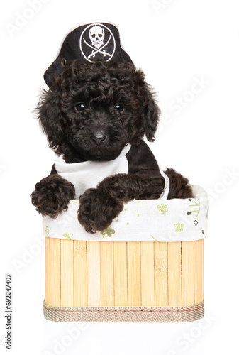 Poodle puppy donning a pirate hat, comfortably nestled in a basket against a white background.