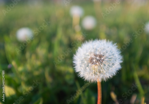 A fluffy dandelion in a green grass with yellow dandelions  side view. A large blowball on the bon for post  screensaver  wallpaper  postcard  poster  banner  cover  website. High quality photo