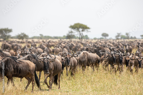 Masses of wildebeest in the great migration of the Serengeti and Masai Mara in East Africa.