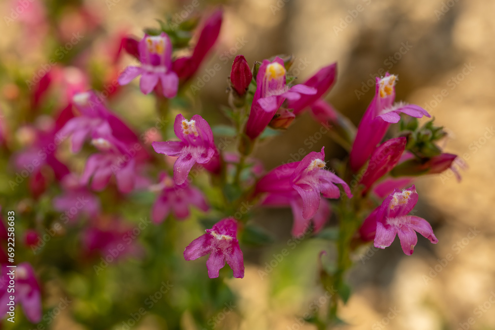 Looking into Penstemon Blossoms in Sequoia Looking into Penstemon Blossoms in Sequoia