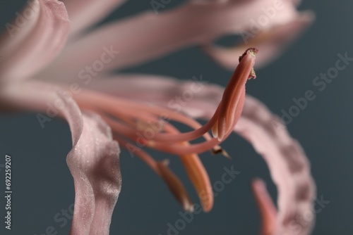 Beautiful pink Bowden flower on blurred background, macro view photo