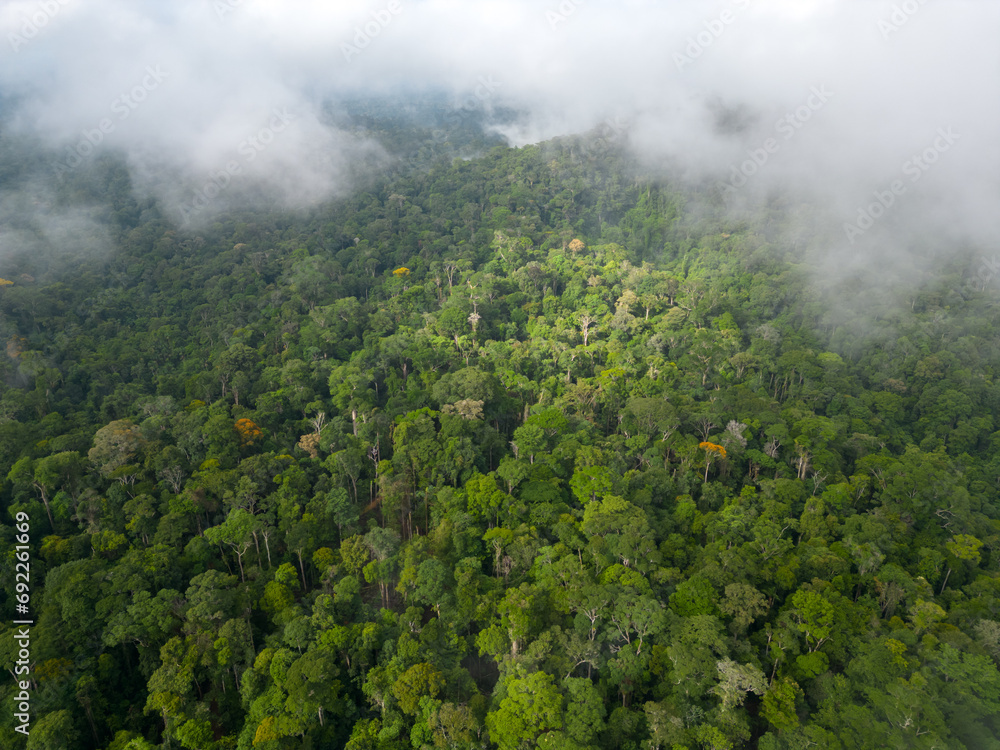 The Amazon's breath. Aerial view showing a thick fog of humidity generated by the brazilian Amazon rainforest, a natural phenomenon that is caused by the high humidity and heat of the rainforest. The Amazon's breath. Aerial view showing a thick fog of humidity generated by the brazilian Amazon rainforest, a natural phenomenon that is caused by the high humidity and heat of the rainforest.