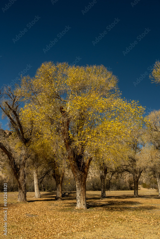 Small Yellow Cotton Wood Tree In Winter