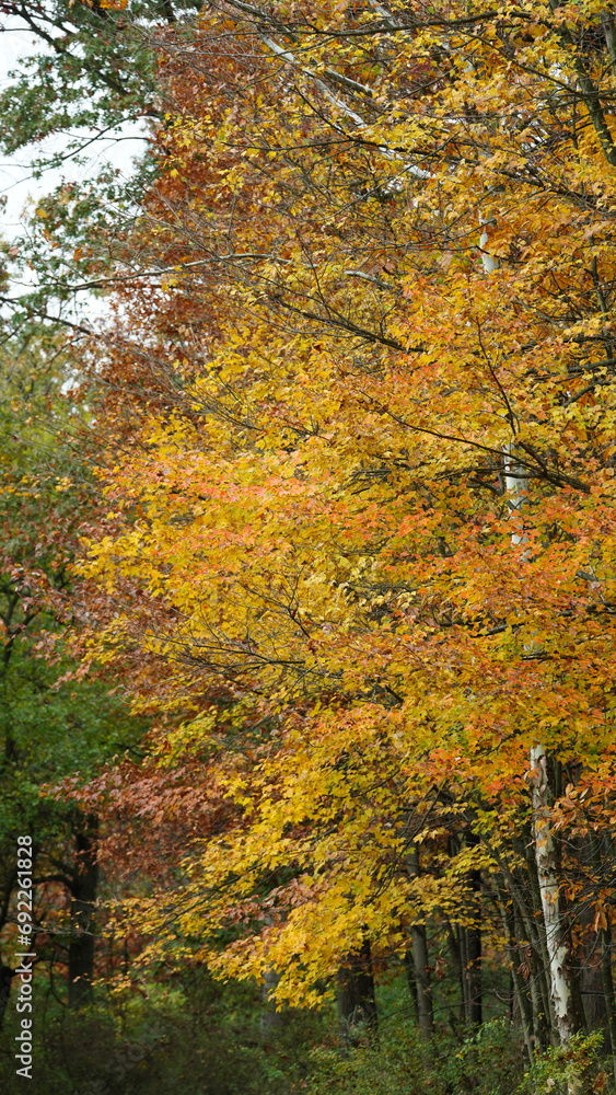 The colorful and beautiful leaves on the trees in autumn The colorful and beautiful leaves on the trees in autumn