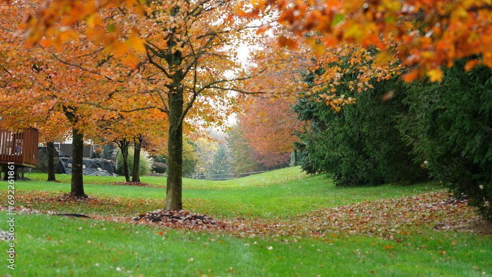 Fototapeta premium The colorful and beautiful leaves on the trees in autumn