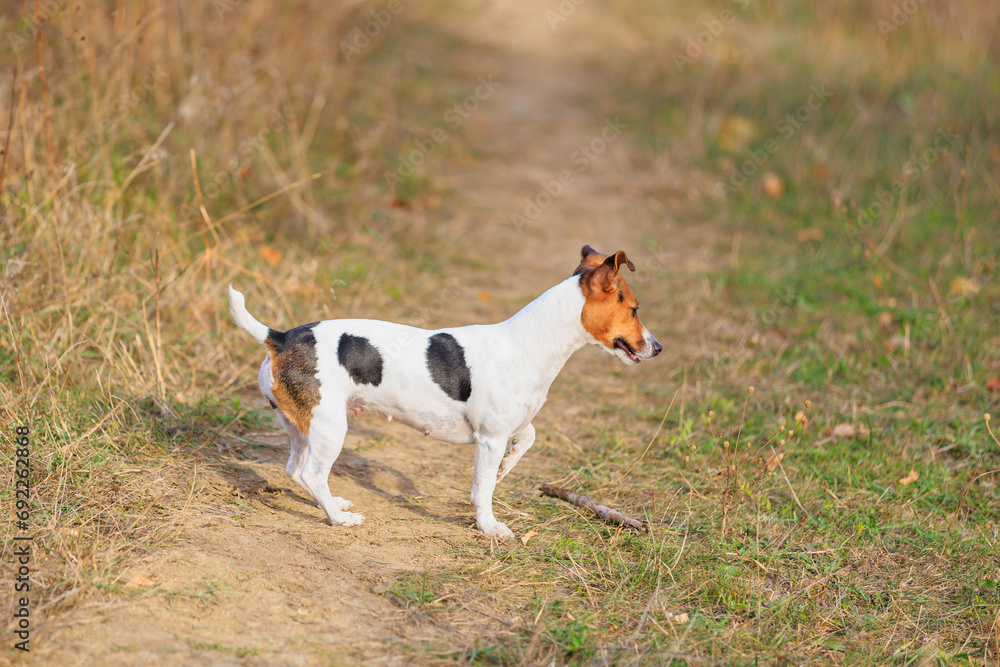 A cute Jack Russell Terrier dog walks in nature. Pet portrait with selective focus and copy space A cute Jack Russell Terrier dog walks in nature. Pet portrait with selective focus and copy space