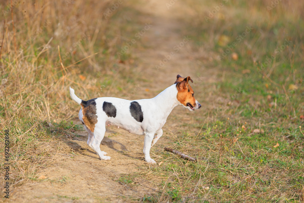 A cute Jack Russell Terrier dog walks in nature. Pet portrait with selective focus and copy space