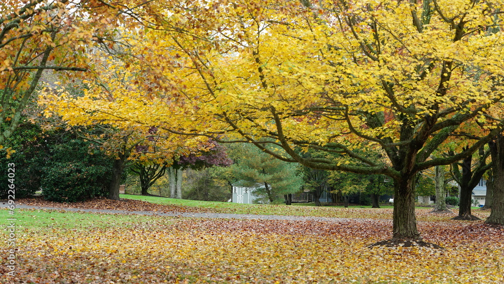 The colorful and beautiful leaves on the trees in autumn The colorful and beautiful leaves on the trees in autumn