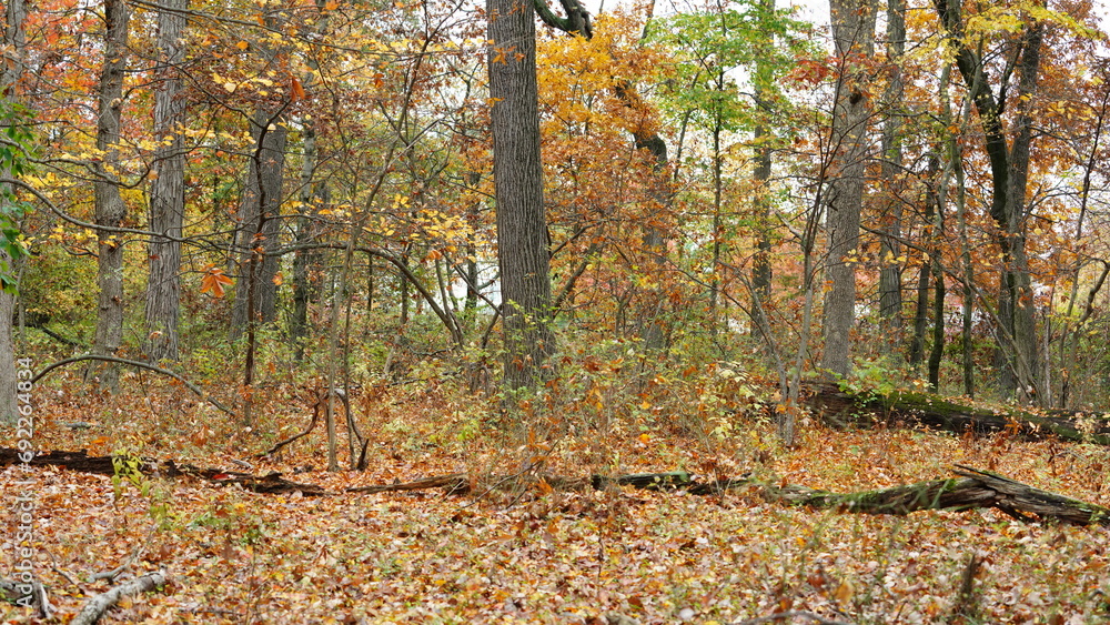 The colorful and beautiful leaves on the trees in autumn The colorful and beautiful leaves on the trees in autumn