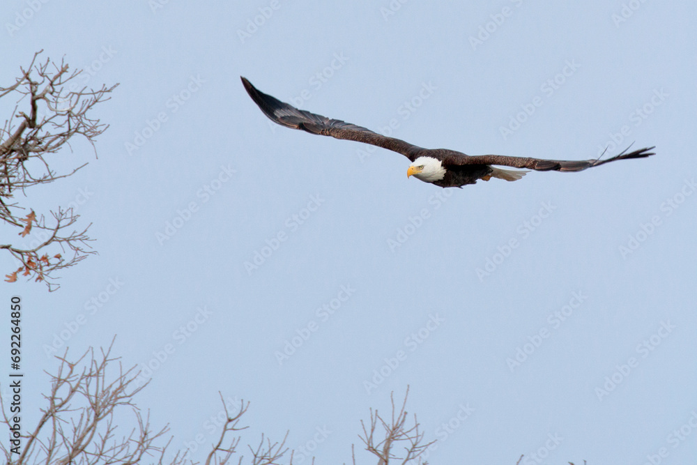 Bald Eagle in flight