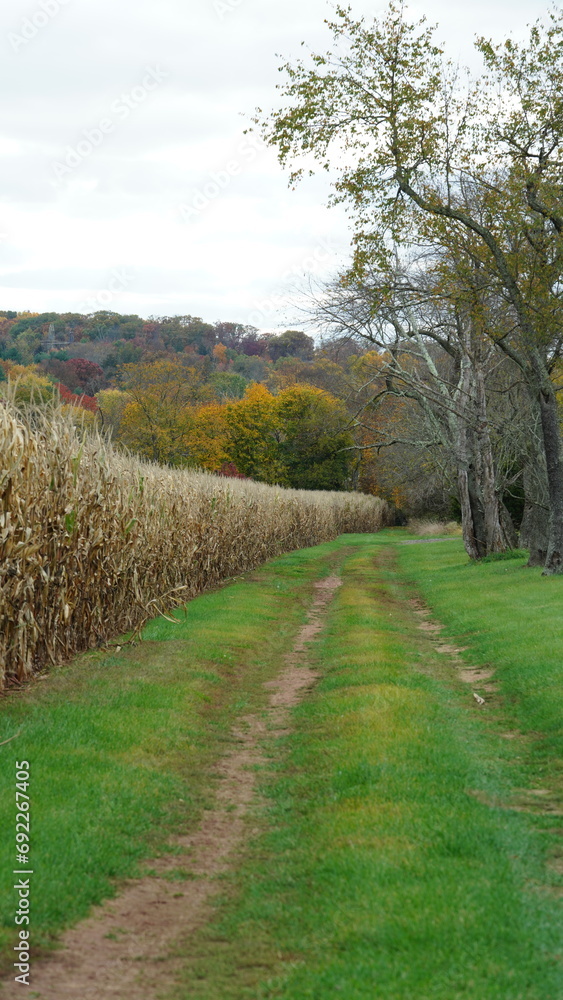 Fototapeta premium The beautiful autumn view with the colorful trees and harvest corn field