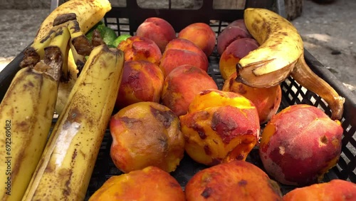Rotten spoiled fruits and vegetables utilization. Food waste. Discarding unsold food photo