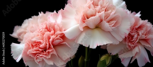 carnation flowers are blooming and beautiful. photo