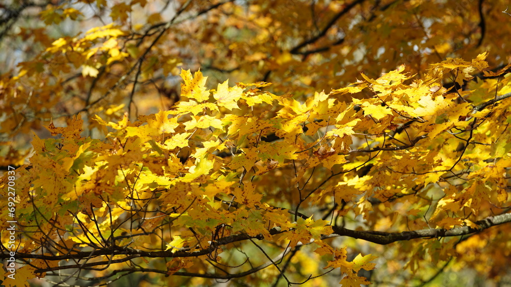 The colorful and beautiful leaves on the trees in autumn The colorful and beautiful leaves on the trees in autumn