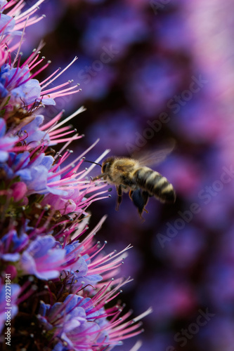 Close-up Of Bee Flying Into Flower With Blurred Background © jeffwqc