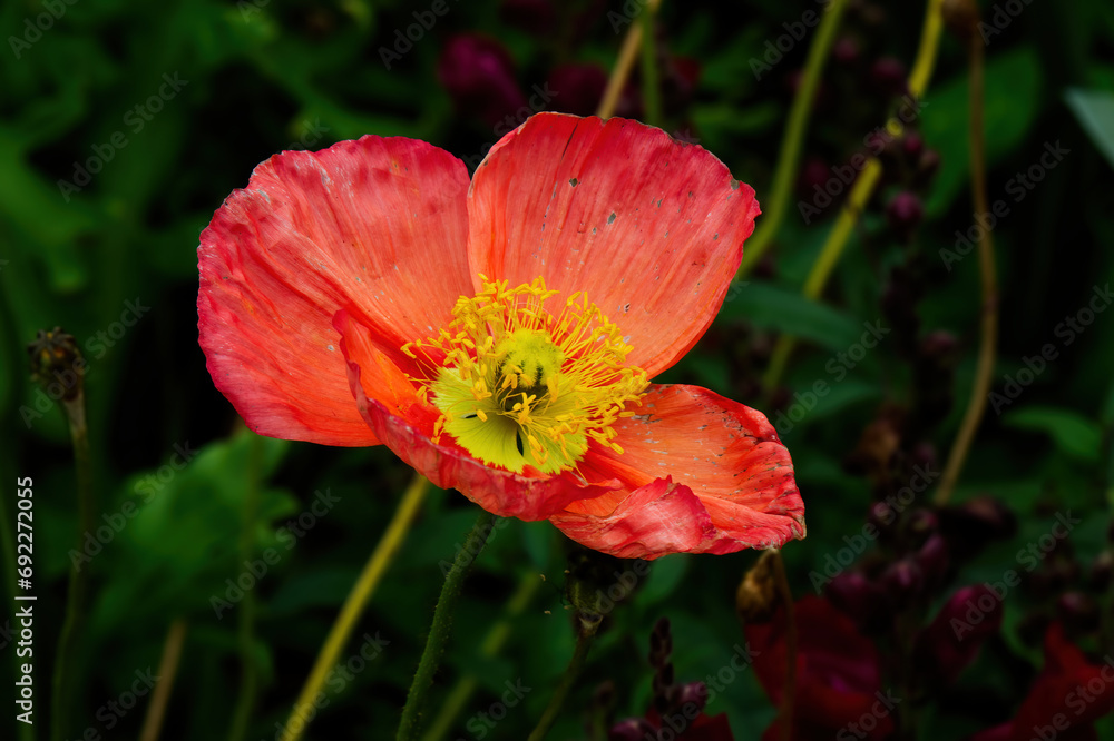 Orange Red Old Flower With Yellow Center Against Green