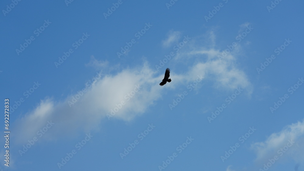 One eagle flying in the cloudy blue sky One eagle flying in the cloudy blue sky