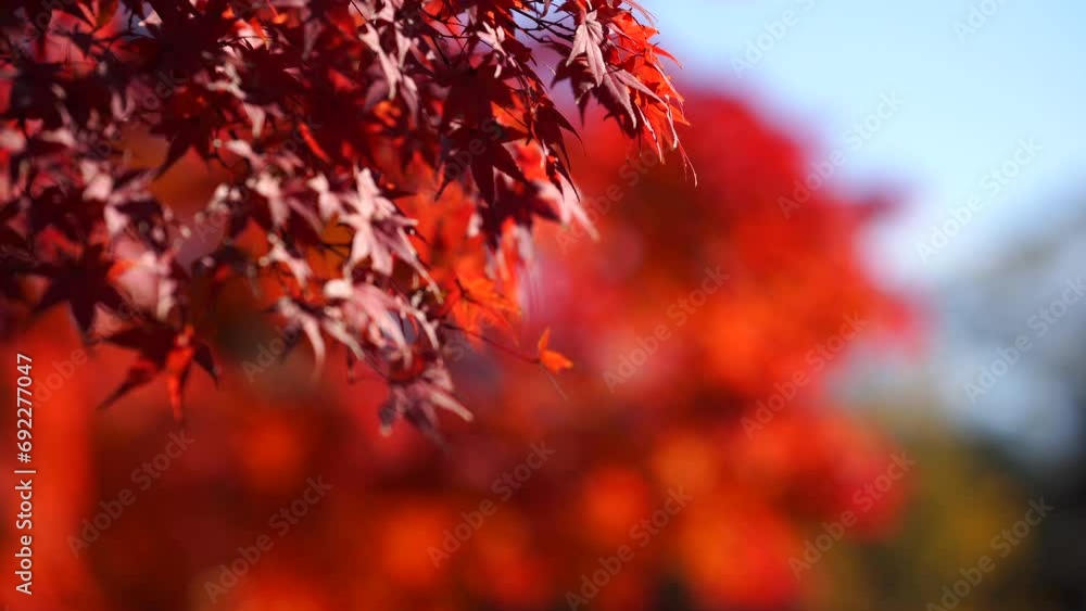 真っ赤な紅葉 真っ赤な紅葉