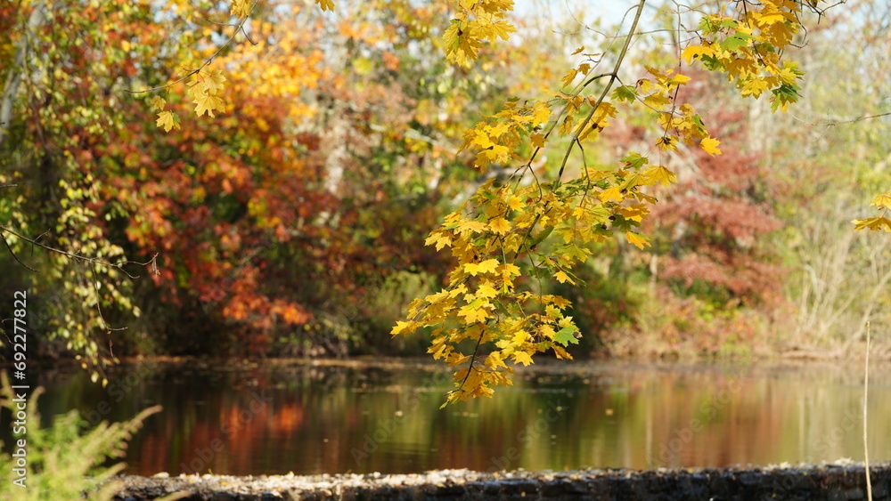 Fototapeta premium The colorful and beautiful leaves on the trees in autumn