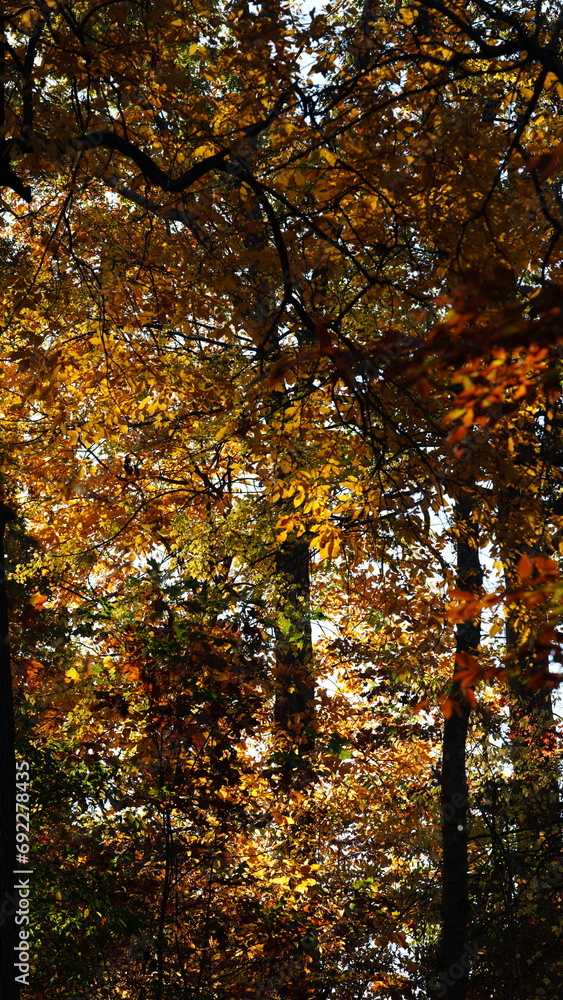 The colorful and beautiful leaves on the trees in autumn