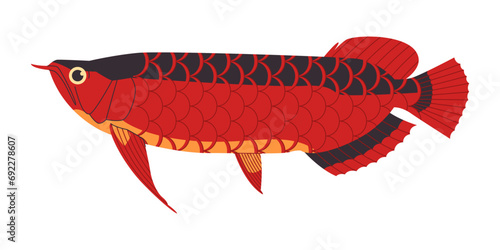 red color asian arowana fish wild nature freshwater predator carnivore animal and expensive aquarium creature