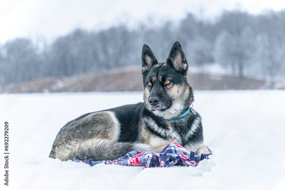 Naklejka premium Snowbound German Shepard (Canis Lupis). Thick furred canine loves lounging in the winter snow. Domestic family pet enjoying the dog life up North. Striking yellow eyes on this cuddly, friendly pup