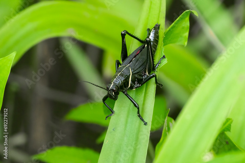 Eastern Lubber Grasshopper (Romalea microptera) inhabits thick bladed grasses of a Southern United States swamp. Alabama to Florida homes these large black insects where they thrive in warm weather photo