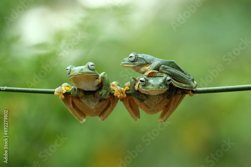 frog, cute, three cute frogs