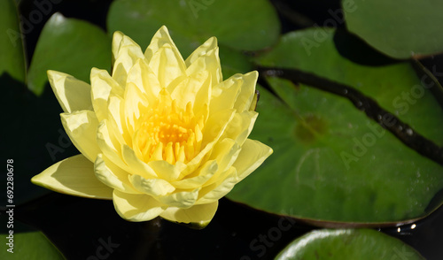 White water lily.